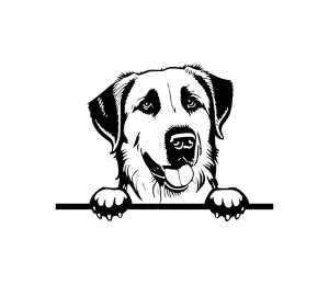 Download Anatolian Shepherd Dog Peeking SVG | Black and White Dog Silhouette | Vector Graphic Digital Download