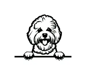 Download Bichon Frise Peeking Dog SVG | Black and White Silhouette | Digital Download for Cricut, Crafts & Wall Art