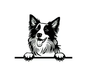 Download Border Collie Peeking Dog SVG | Black and White Silhouette Vector Graphic | Digital Download for Cricut, Crafts