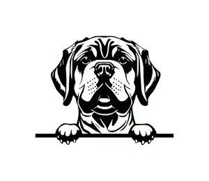 Download Cane Corso Peeking Dog SVG | Black and White Silhouette | Digital Download for Cricut, Crafts, and Wall Art