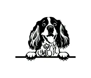 Download English Springer Spaniel Peeking Dog SVG | Black and White Silhouette | Digital Download for Cricut and Crafts