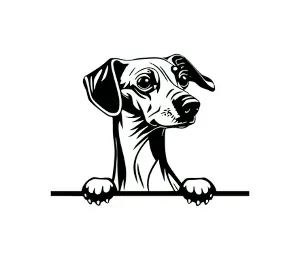 Download Italian Greyhound Peeking Dog SVG - Black and White Silhouette Vector Graphic for Cricut and Digital Crafts