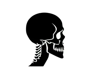 Download Skull SVG Profile: Free Vector Art for Punisher, Pirate, and Crossbones Designs