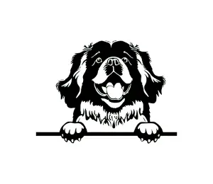 Download Newfoundland Peeking Dog SVG | Black and White Silhouette | Digital Download for Cricut & Crafts